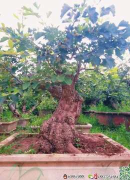 漂亮山楂大坨坨，