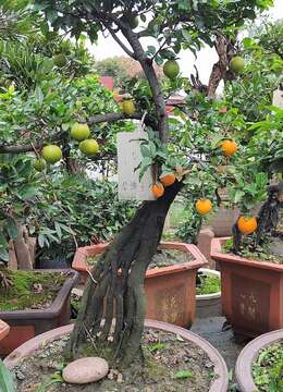 金弹子老桩↗岭南派金弹子雌桩←