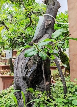 枯荣与共142号古金弹子桩可做舍利杆金弹子树桩挂果金弹子品种