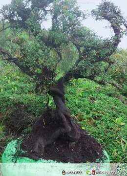 出土漂亮荀子喜欢速度