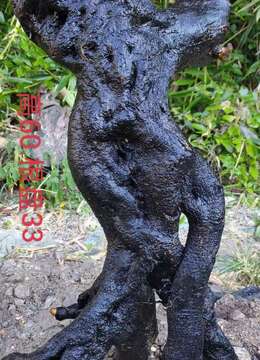 两个百年老桩金弹子