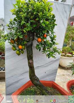 金弹子树桩盆景金弹子◇重庆金弹子