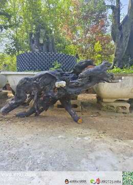 金弹子下山桩◆提根金弹子市场の