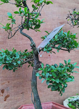 大树型金弹子132号完美5盘5层造型颇有古风之韵的杆杆金弹子桩