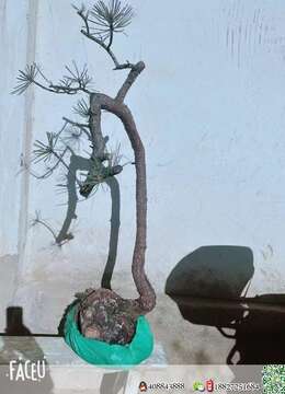 金弹子下山桩金弹子树疙瘩