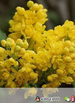 金弹子树桩盆景公司摆放金弹子批发