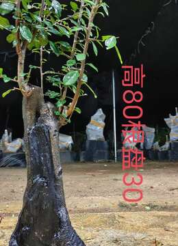 漂亮熟桩金弹子，有喜欢赶紧下单