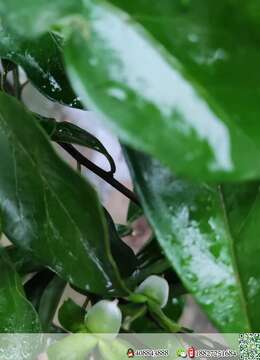 漂亮悬崖原生挂果+血红果