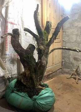 珍珠黄杨，两棵大货漂亮，喜欢的大哥速度