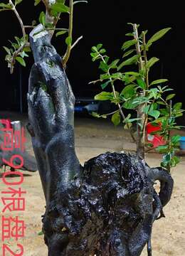 漂亮熟桩金弹子，大母桩，有喜欢赶紧下单，一起打包价格美丽