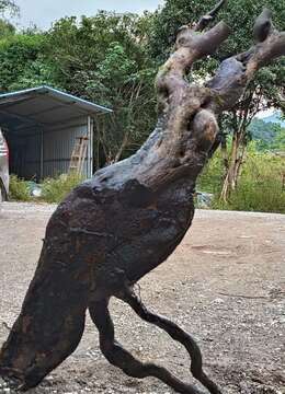 一颗石头扁扁货喜欢的联系