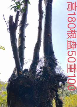 3颗大熟桩金弹子，一起打包价格美丽，