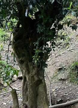 大货来袭，原生母弹，高度约3米