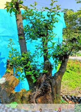 金弹子下山桩花园金弹子实物照片