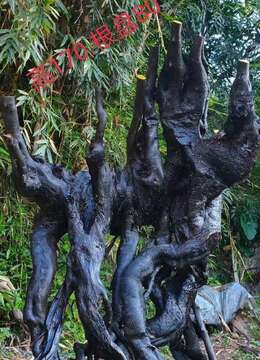 百年老桩金弹子大货，看上来聊