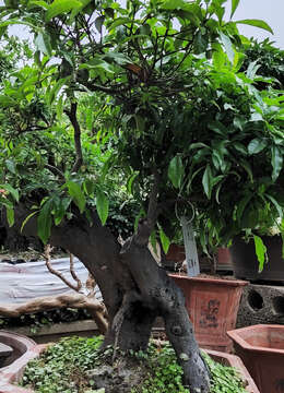 104号金弹子树桩盆景，金弹子矮霸盆景，私房别墅绿植金弹子