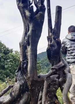 漂亮地景古桩金弹子