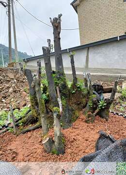 丛林大庄嫁接的血红