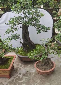 金弹子下山桩桂林金弹子地景如何运输