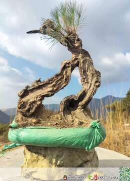 金弹子老桩已经上盆金弹子基地