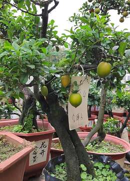 3种“挂果树”，养大“值天价”，自古“有钱人家”爱养它们