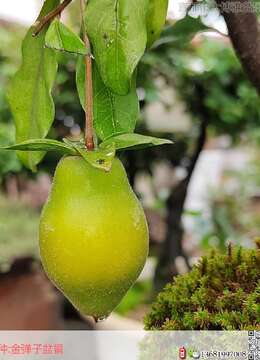 寒枝过后满是春：修剪定型、蟠扎整姿，老鸦柿盆景的春天