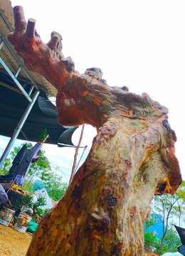 刚刚下山新鲜，漂亮红花紫薇老桩，有喜欢赶紧下单，一起打包价格美丽