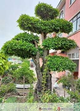 挂果金弹子金弹子批发价格