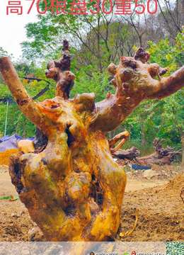 漂亮大红花紫薇。霸气十足，别墅庭院首选。有喜欢赶紧下单