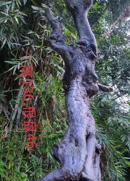 刚下山的老桩金弹子，看上来聊