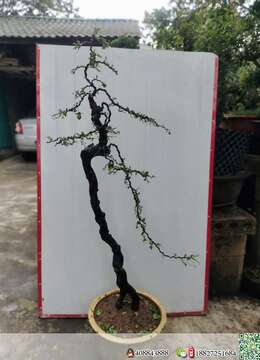 金弹子下山桩广元野生金弹子交易市场