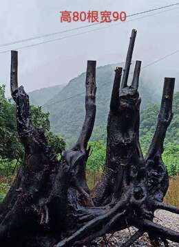 刚刚回来一颗假山大丛林喜欢的联系