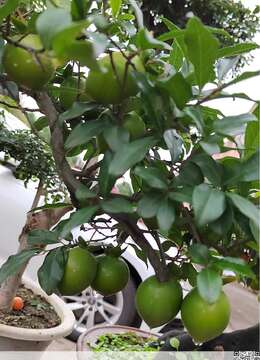 老鸦柿与金弹子的区别，它们都是盆景制作的好素材！