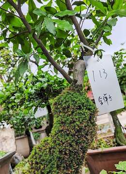 青苔113号金弹子树桩盆景小品，福建小品老桩金弹子价格