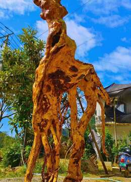 金弹子网金弹子能从哪买到