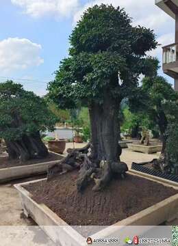 漂亮全冠大金弹子，别墅庭院首选。