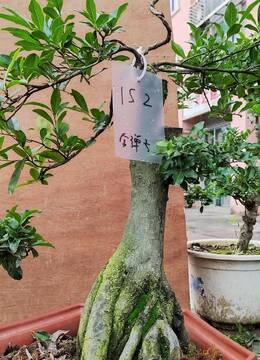 矮霸152号金弹子树桩盆景图片上海金弹子盆景市场