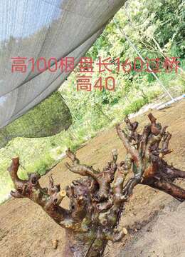 漂亮小叶榆树，过桥丛林。矮霸大丛林，有喜欢赶紧下单