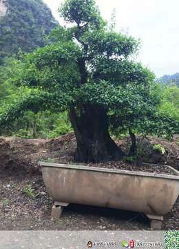 全冠年功大熟桩原生挂果金弹子，别墅庭院首选。有喜欢赶紧下单