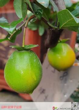 老鸦柿盆栽的鉴赏与养护管理