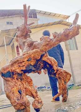 来一颗漂亮大货红花紫薇，包包鼓鼓，非常霸气，看上速度