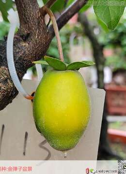 金弹子家养的禁忌