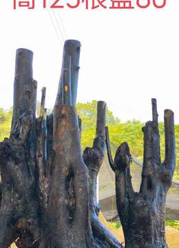 刚刚下山新鲜漂亮母桩金弹子，有喜欢赶紧下单