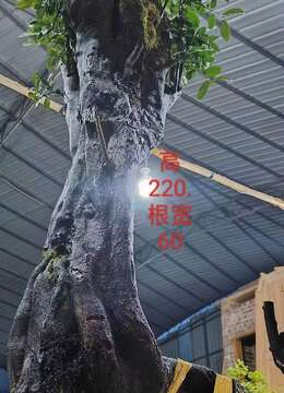 漂亮大熟桩金弹子，大母桩，有喜欢赶紧下单