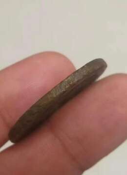 金弹子熟桩金弹子实物图片