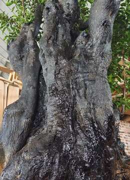 千斤原生大母桩。大熟桩金弹子，别墅庭院首选，大古桩。