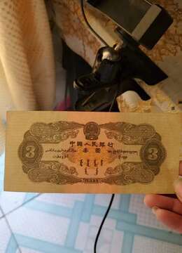 金弹子下山桩江西小叶金弹子批发价格