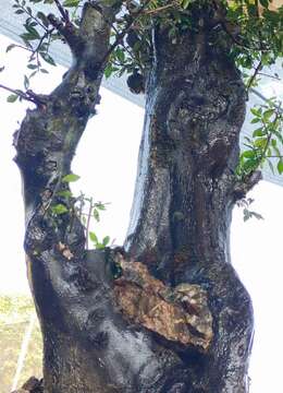 漂亮大矮霸。大丛林母桩金弹子，熟桩，有喜欢赶紧下单