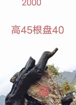 漂亮抱石坨坨怪桩金弹子，有喜欢赶紧下单，