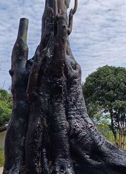 金弹子网▓川派金弹子基地★